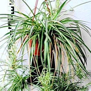 Chlorophytum comosum
