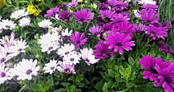 DIŞ MEKAN BİTKİLERİMİZ