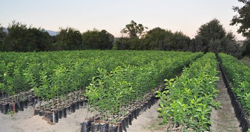 fide alırken nelere dikkat etmeliyiz