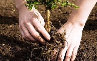 fidan-dikimi-oncesi-yapilmasi-gerekenler