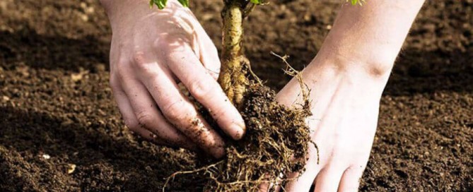 fidan-dikimi-oncesi-yapilmasi-gerekenler