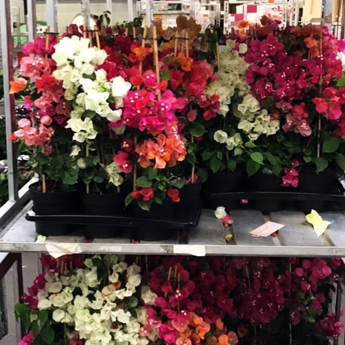 İstanbul Beylikdüzü Kavaklı Garip Çağla Fidanlığı çiçek çeşitleri