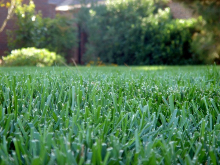 cim-ekimi-garip-çağla-fidanlığı cim-ekimi-garip-çağla-fidanlığı