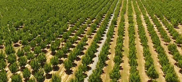 fidan-dikimi-sonrasi-yapilmasi-gerekenler