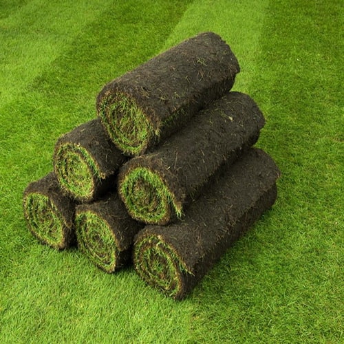 İstanbul Beylikdüzü Kavaklı Garip Çağla Fidanlığı hazrı rulo çim