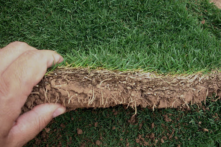 hazir-rulo-cim-garip-çağla-fidanlığı