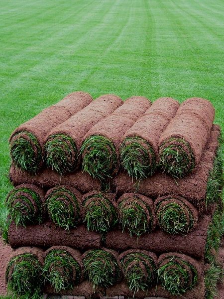 hazir-rulo-cim-garip-çağla-fidanlığı