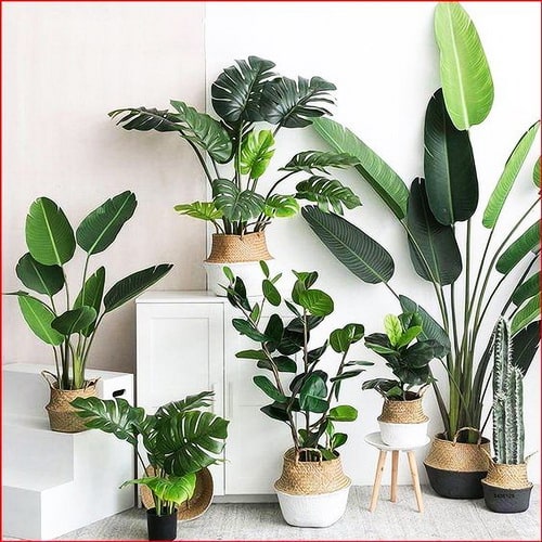 İstanbul Beylikdüzü Kavaklı Garip Çağla Fidanlığı salon bitkileri