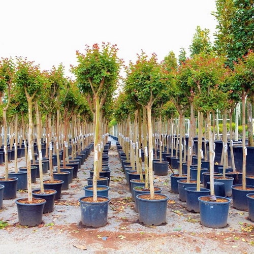 beylikdüzü kavaklı meyve ağacı garip çağla fidanlığı