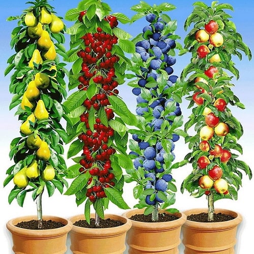 beylikdüzü kavaklı meyve ağacı garip çağla fidanlığı