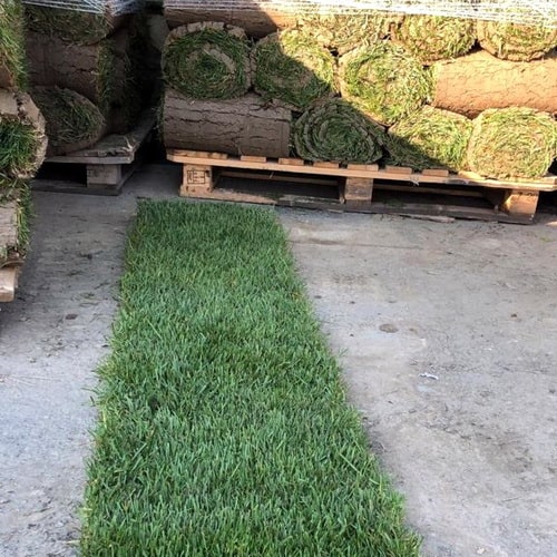 beylikdüzü kavaklı rulo çim garip çağla fidanlığı