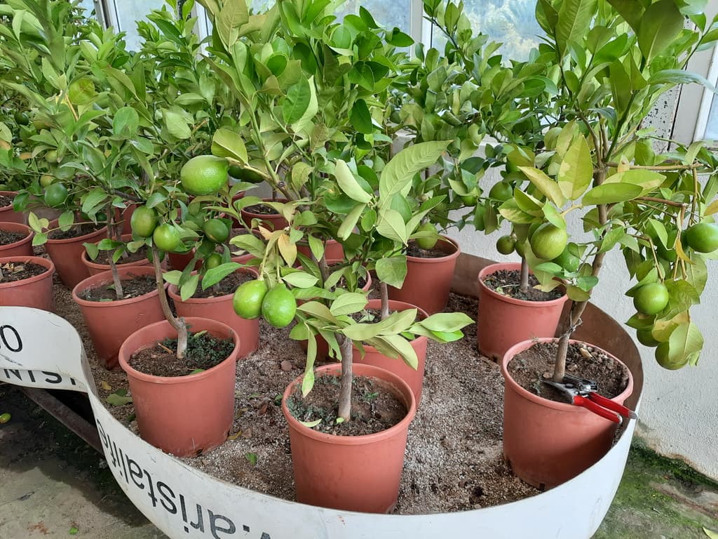 istanbul-fidanligi-01