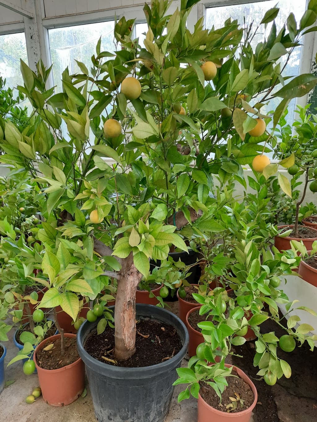 istanbul-fidanligi-02