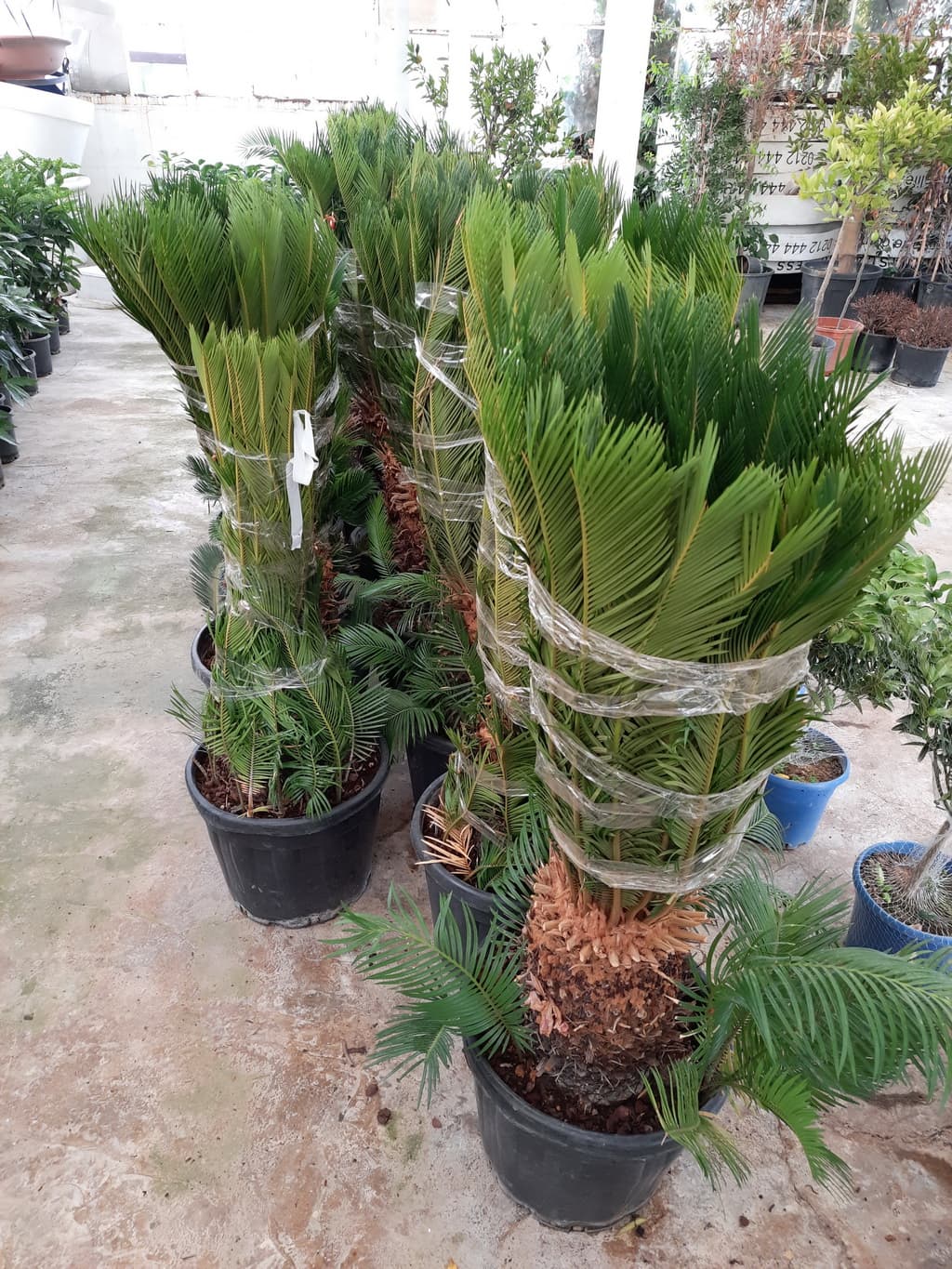 istanbul-fidanligi-03