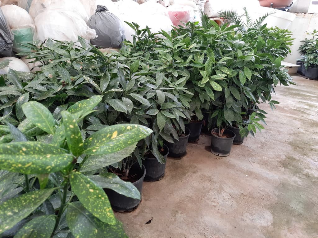 istanbul-fidanligi-04