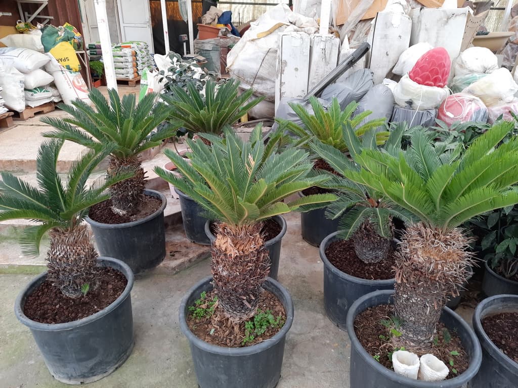 istanbul-fidanligi-05