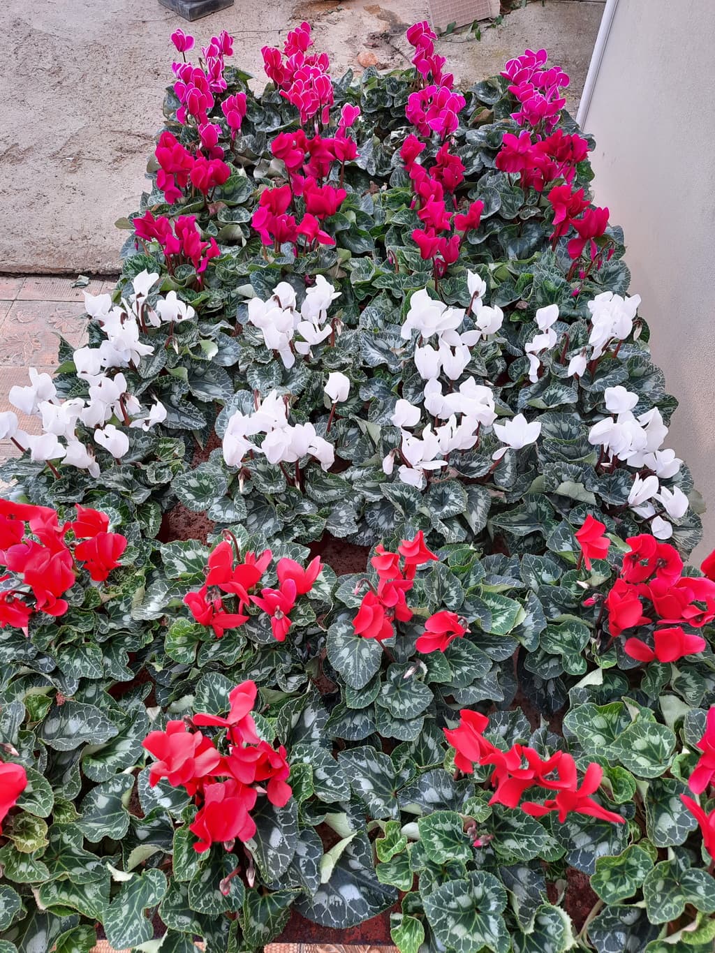 istanbul-fidanligi-06