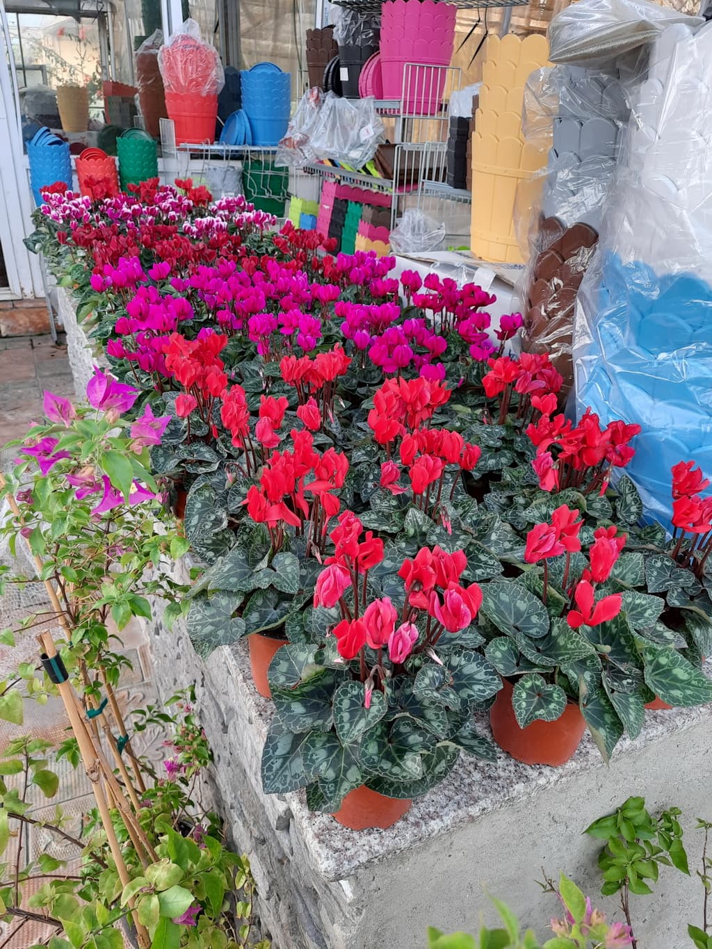 istanbul-fidanligi-08