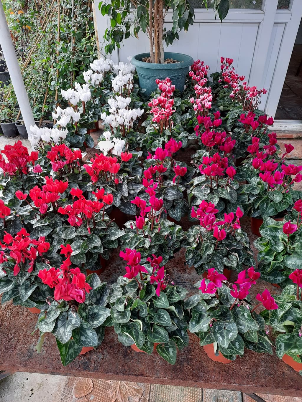 istanbul-fidanligi-09