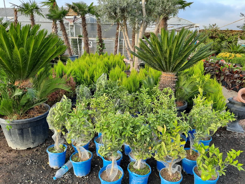 istanbul-fidanligi-10