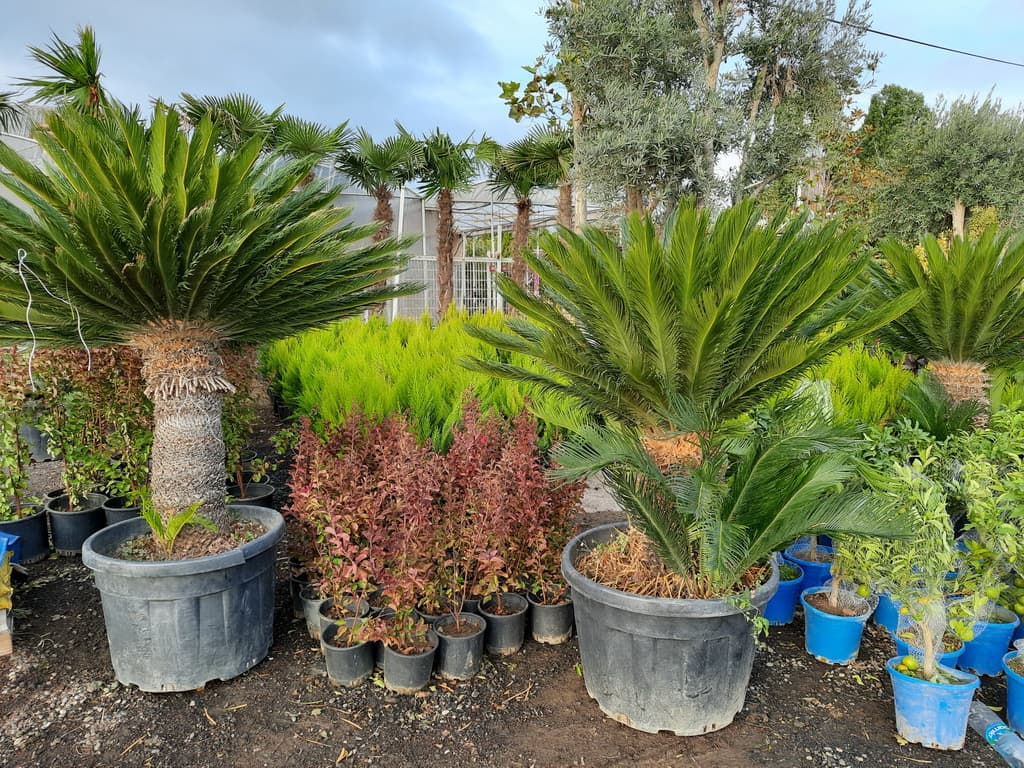 istanbul-fidanligi-11