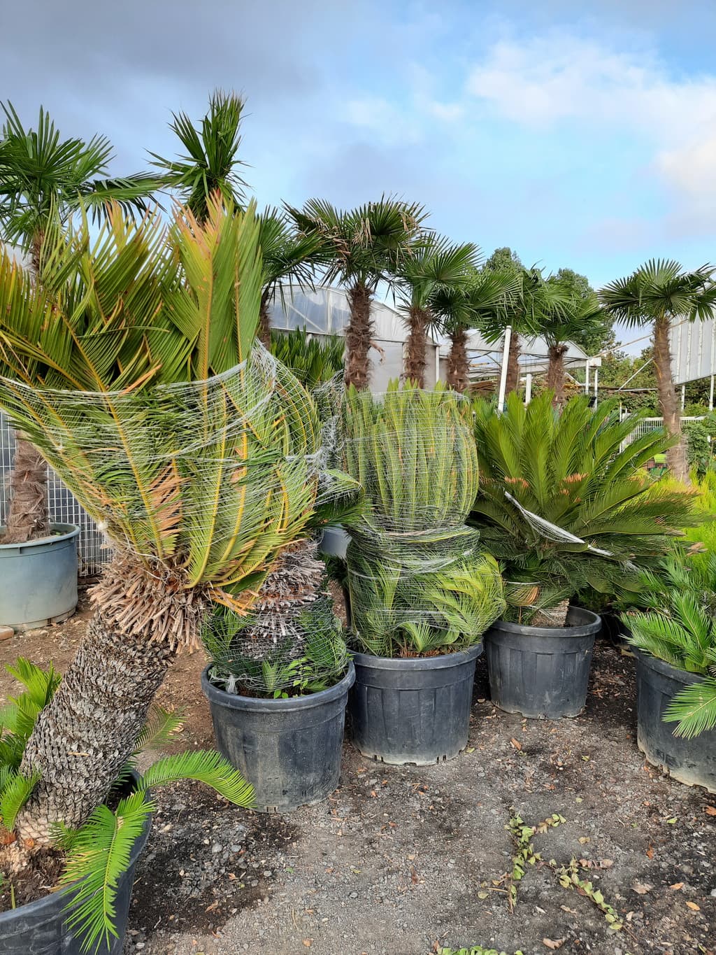 istanbul-fidanligi-12