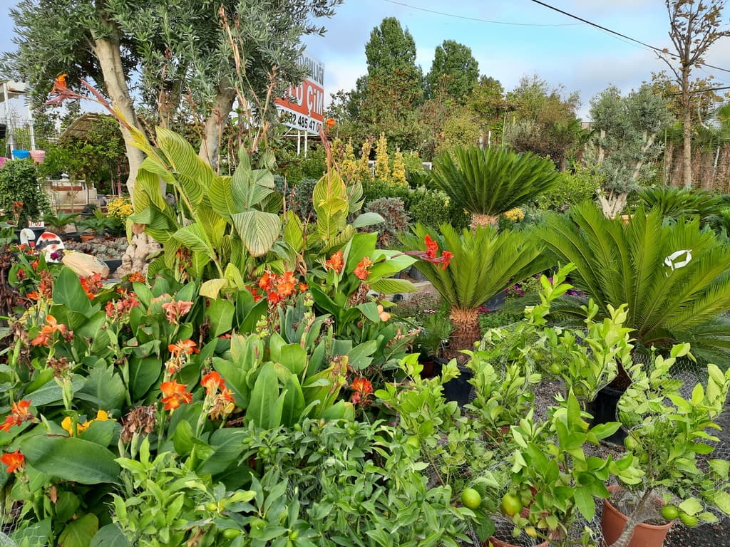 istanbul-fidanligi-13