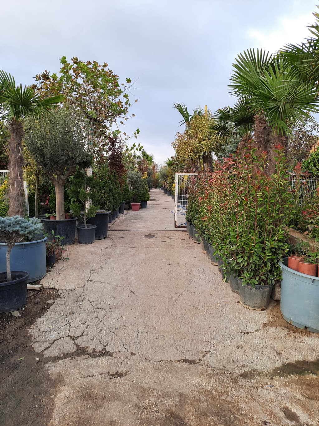 istanbul-fidanligi-16