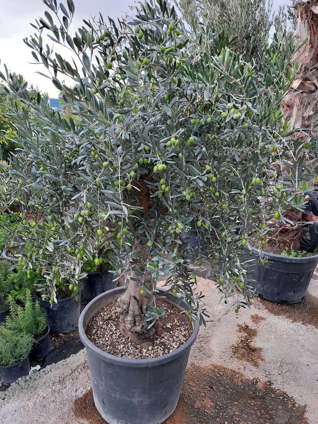 istanbul-fidanligi-17