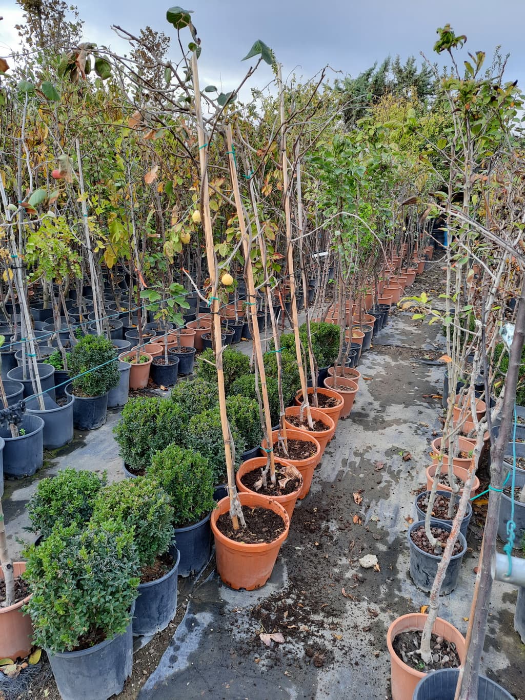 istanbul-fidanligi-18