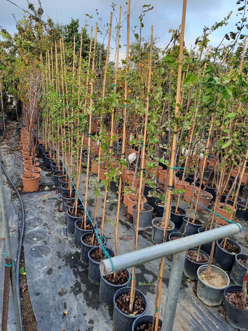 istanbul-fidanligi-19