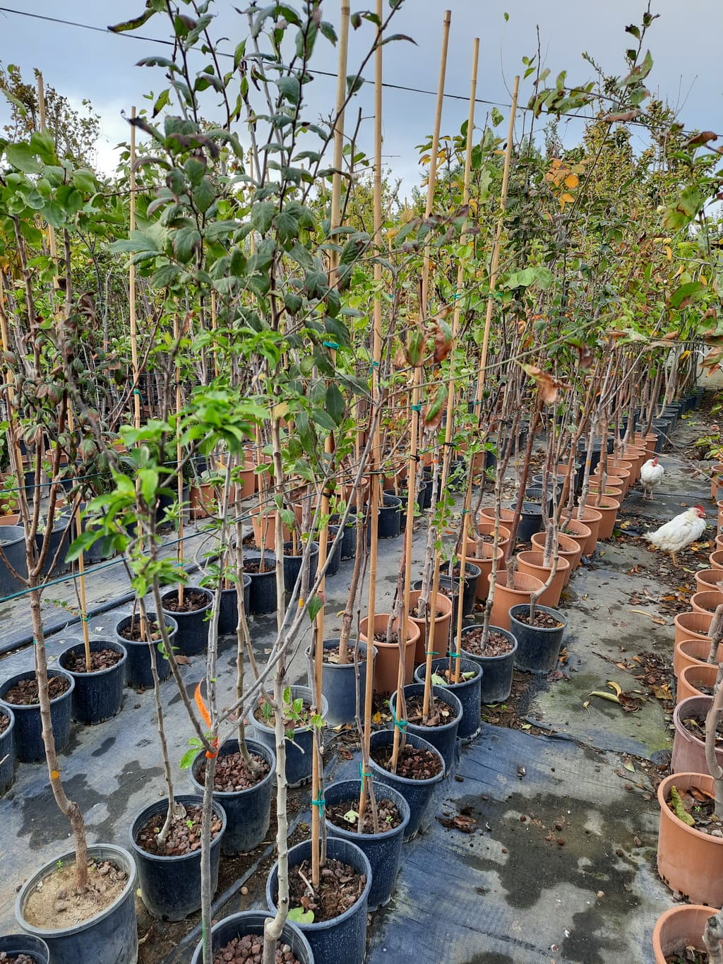 istanbul-fidanligi-20