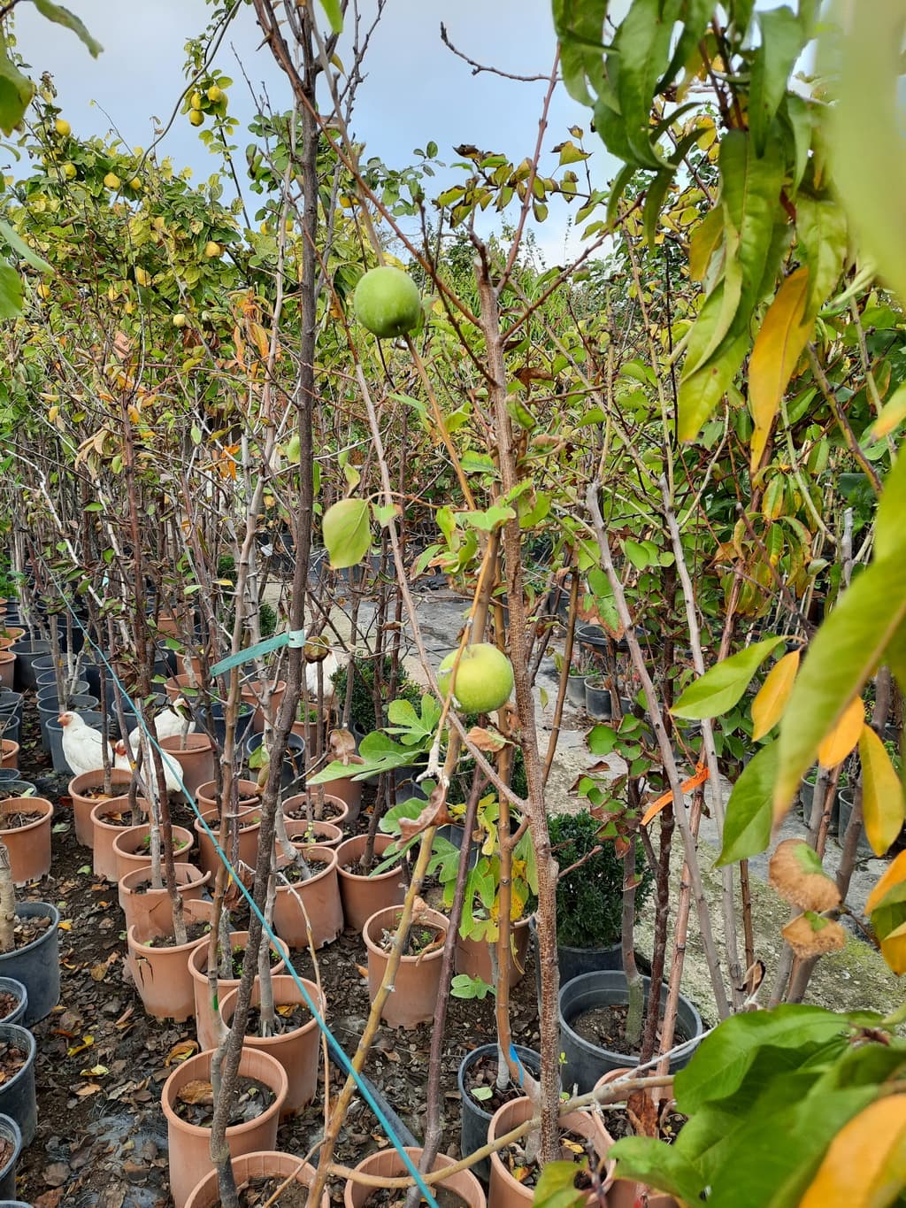 istanbul-fidanligi-21