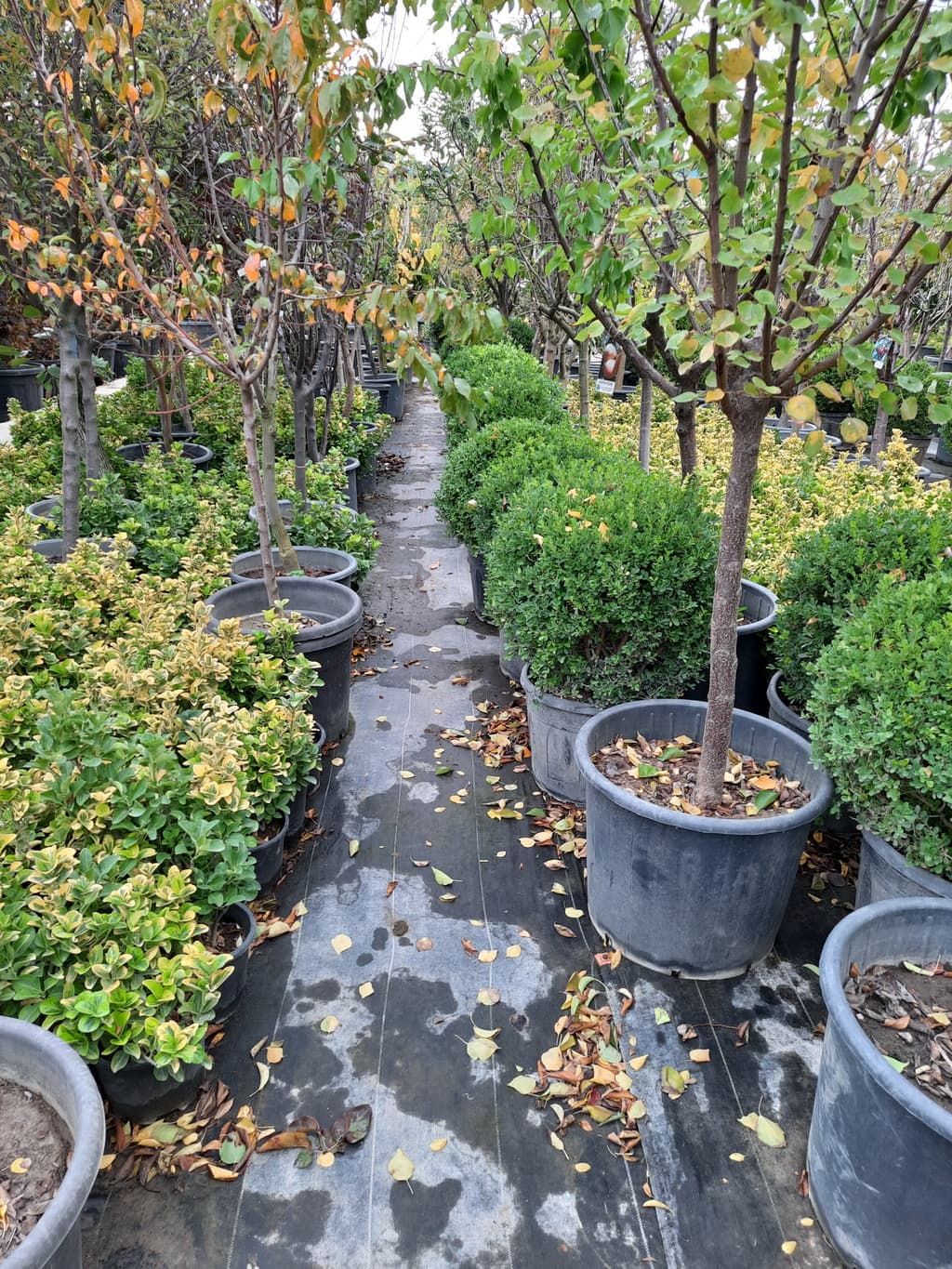 istanbul-fidanligi-22