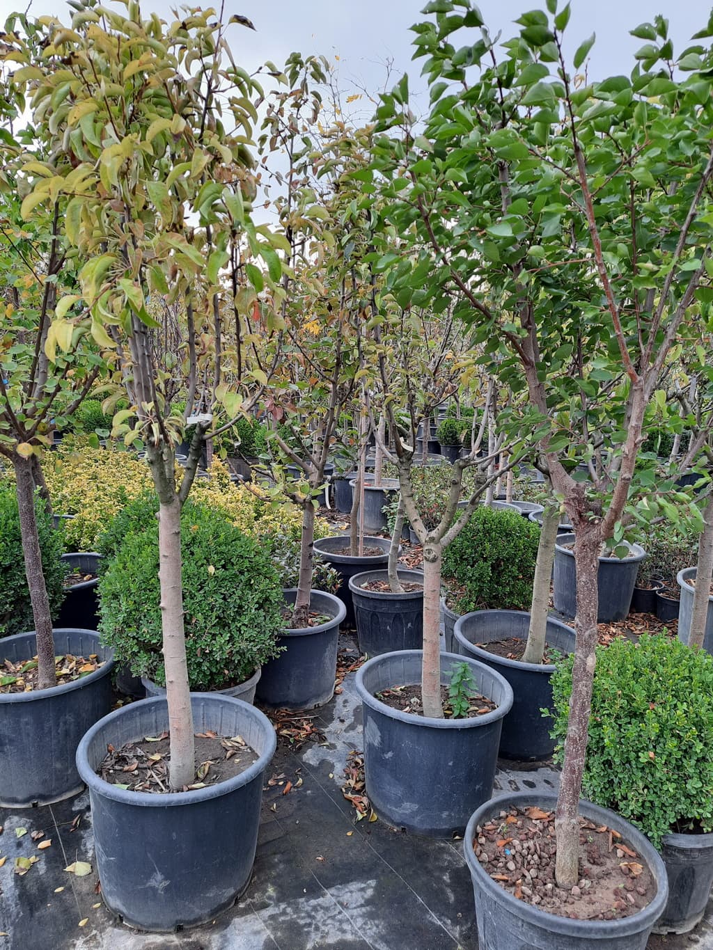 istanbul-fidanligi-23