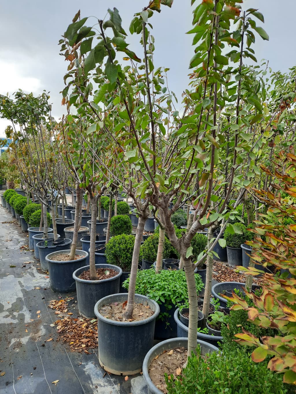 istanbul-fidanligi-24