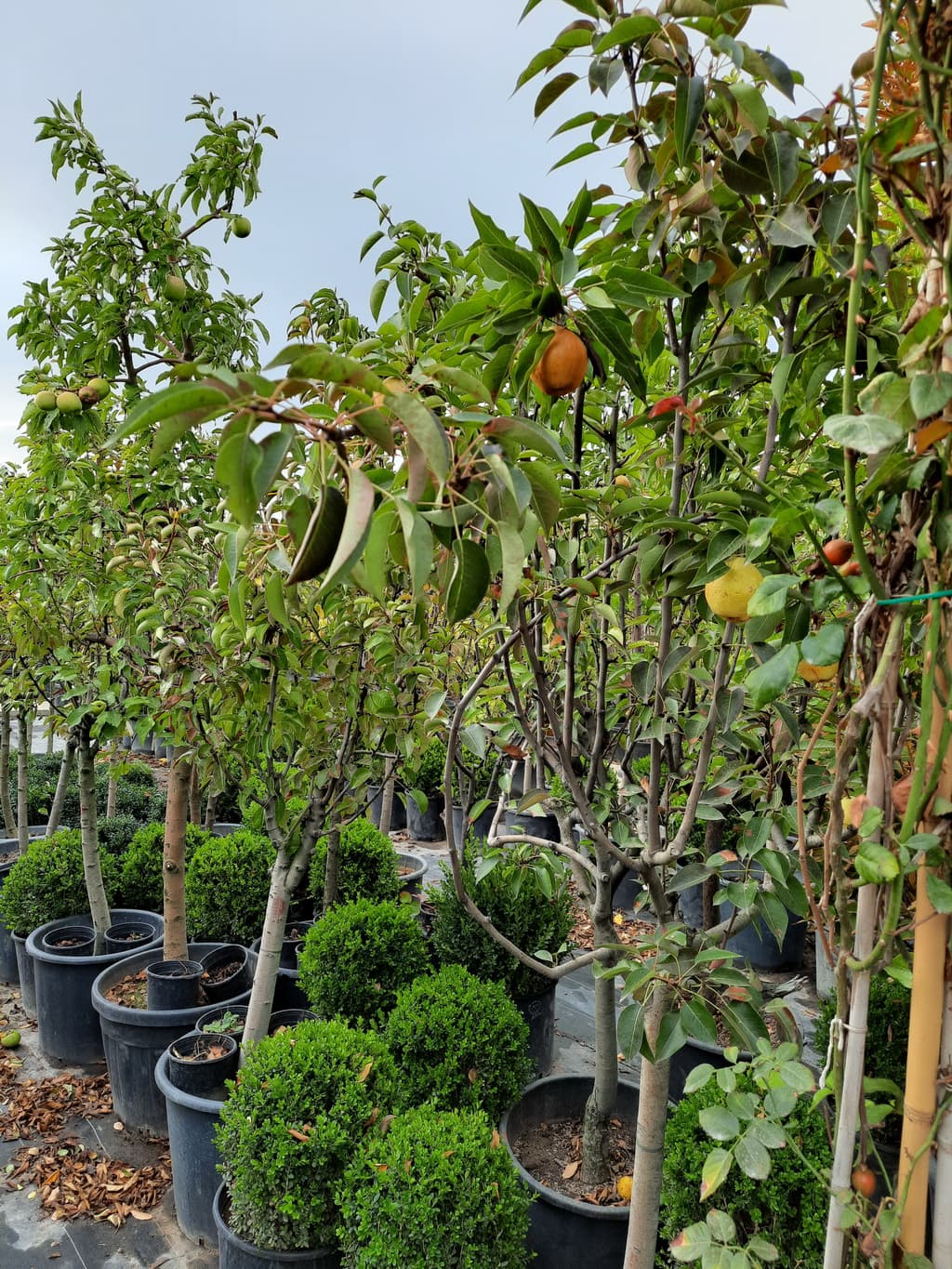 istanbul-fidanligi-25