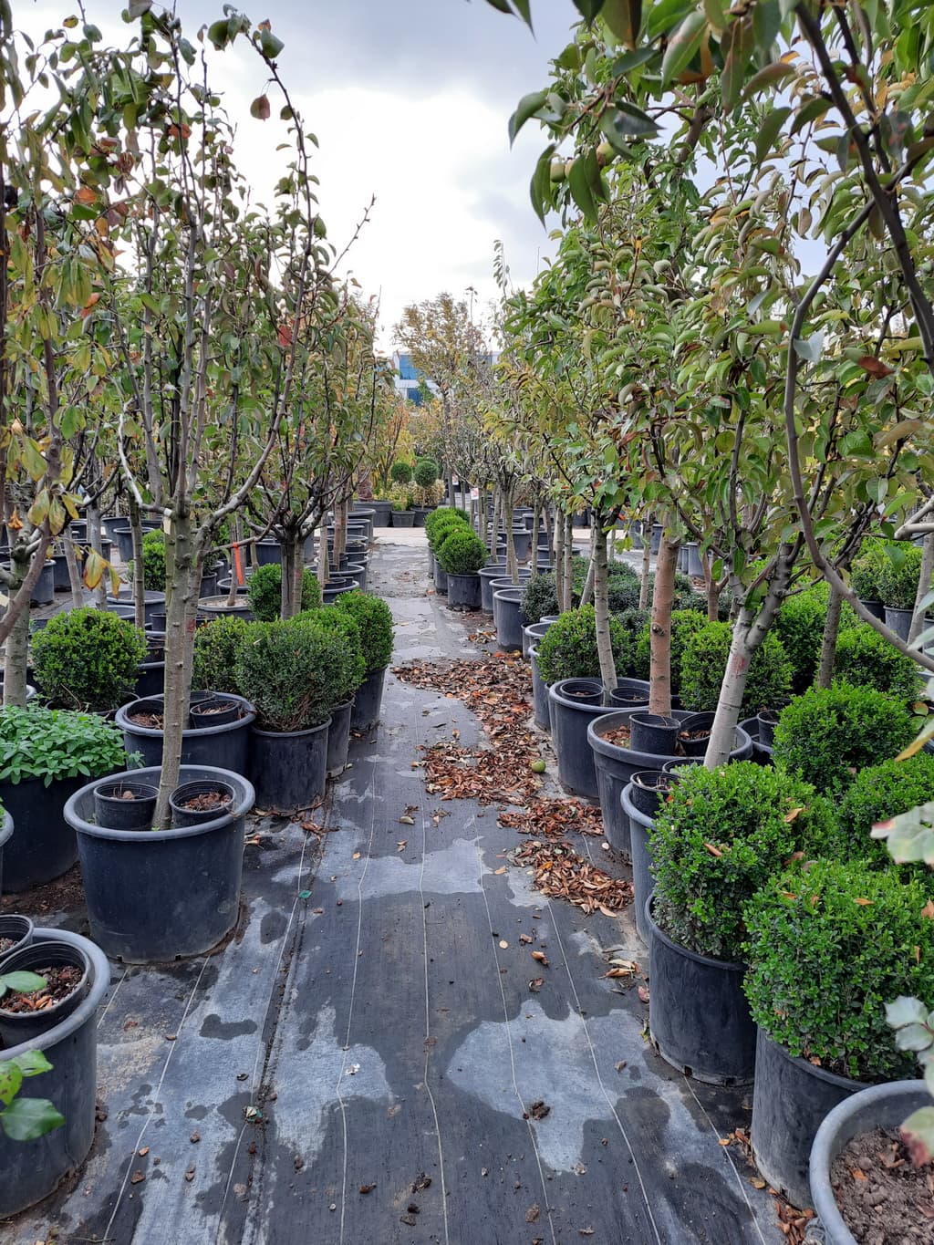 istanbul-fidanligi-26