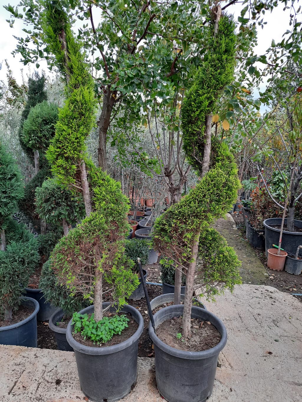 istanbul-fidanligi-27