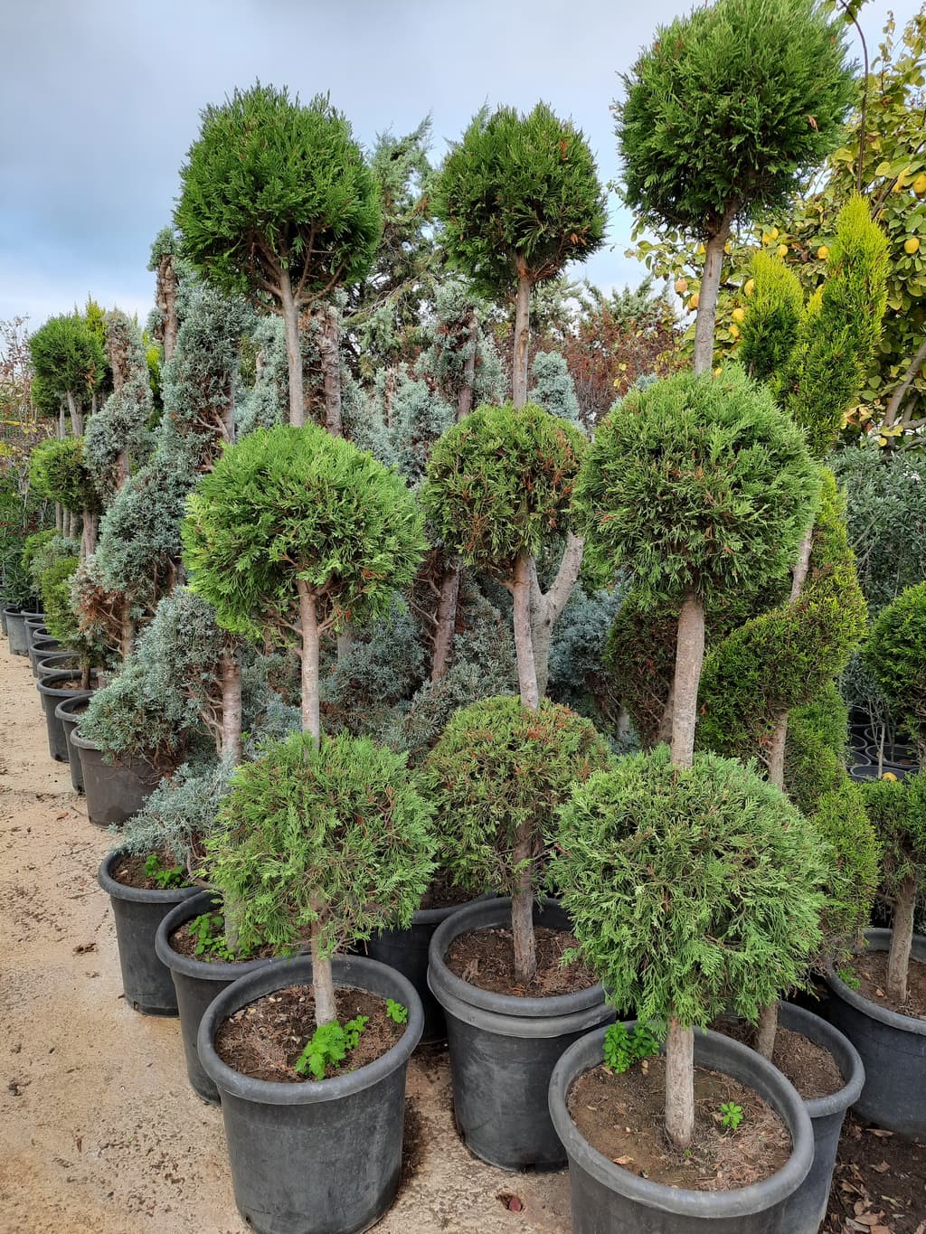 istanbul-fidanligi-28