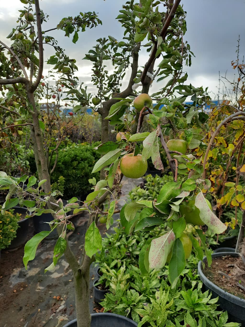 istanbul-fidanligi-29