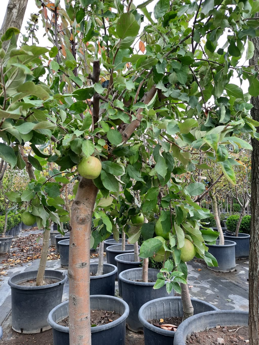 istanbul-fidanligi-30