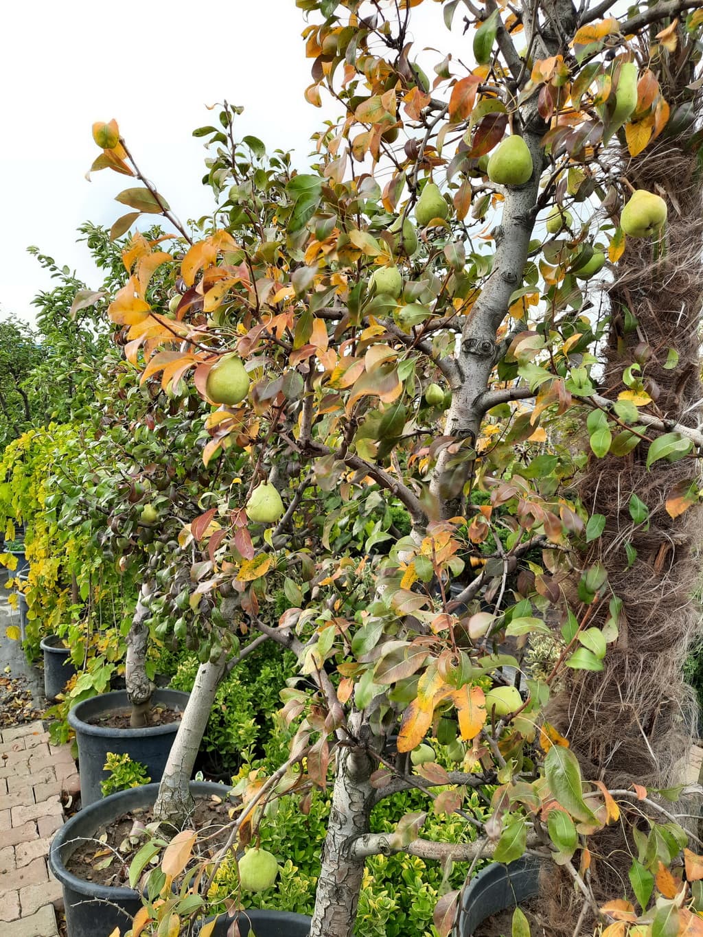 istanbul-fidanligi-31