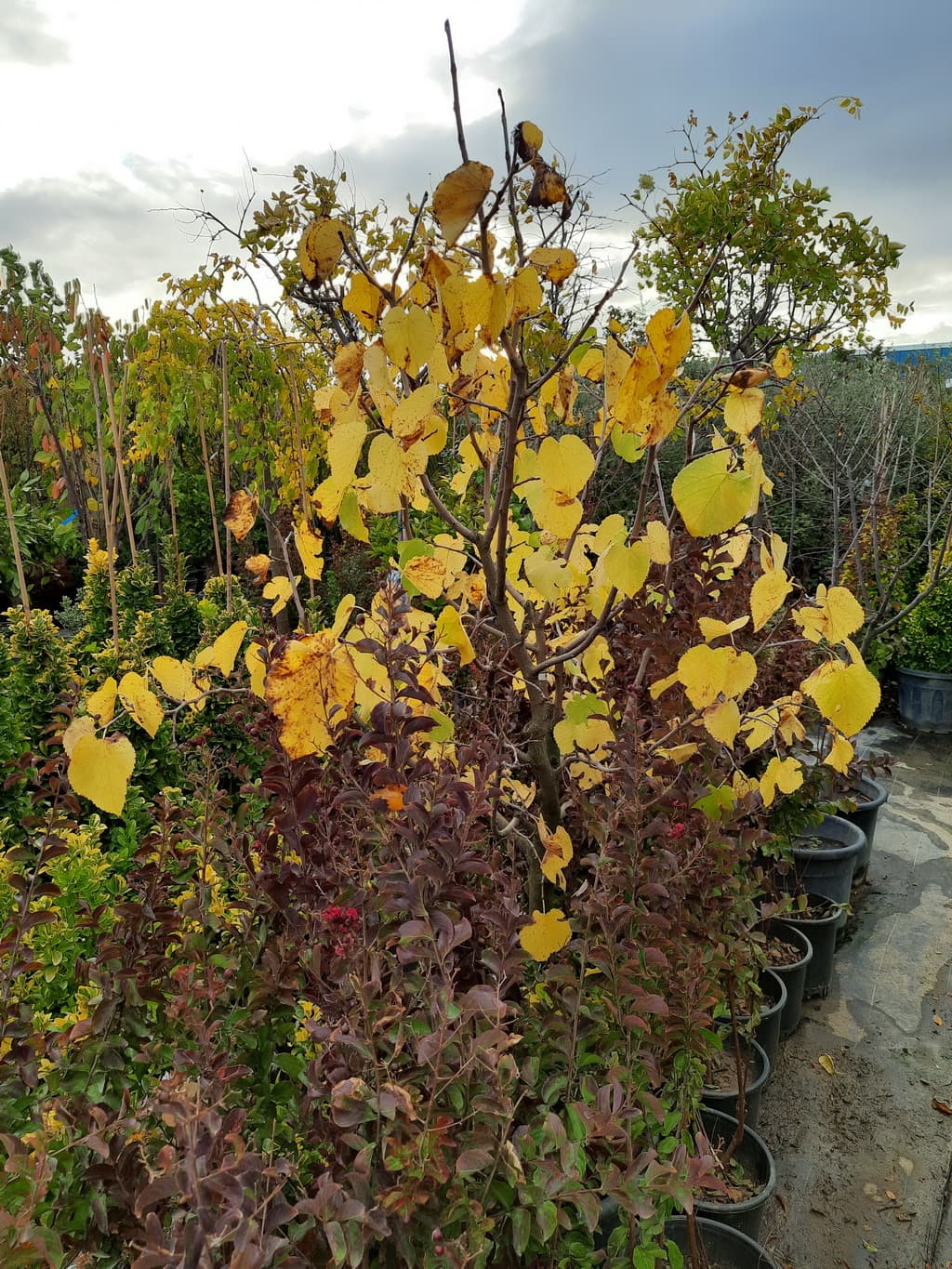 istanbul-fidanligi-32