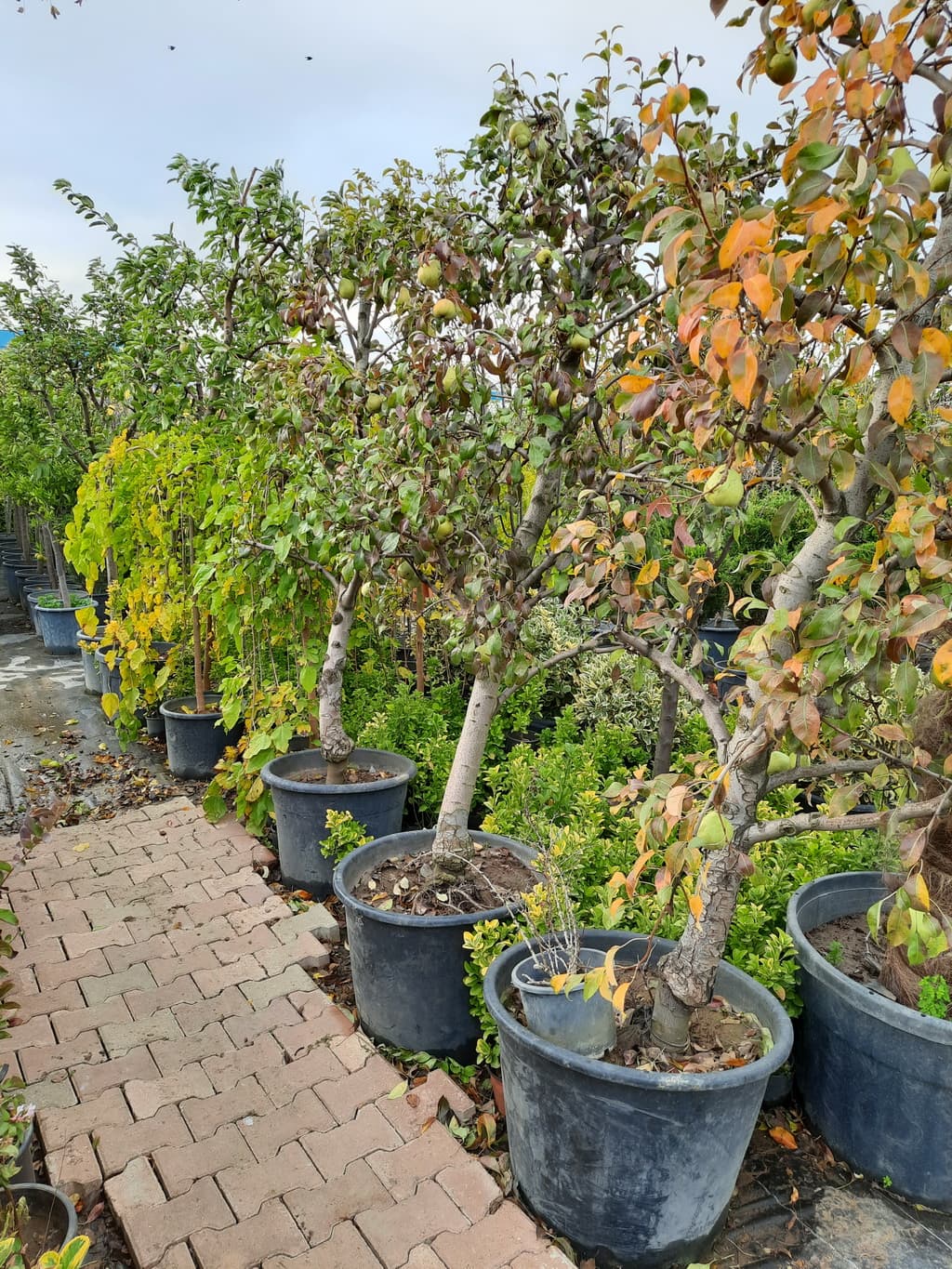 istanbul-fidanligi-33