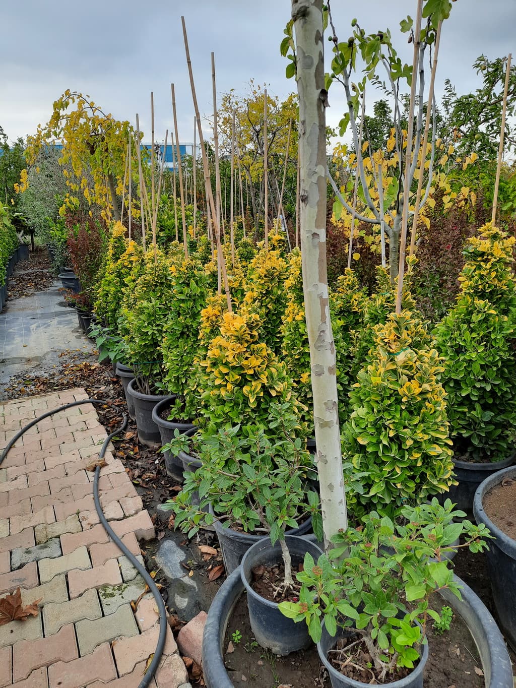 istanbul-fidanligi-34