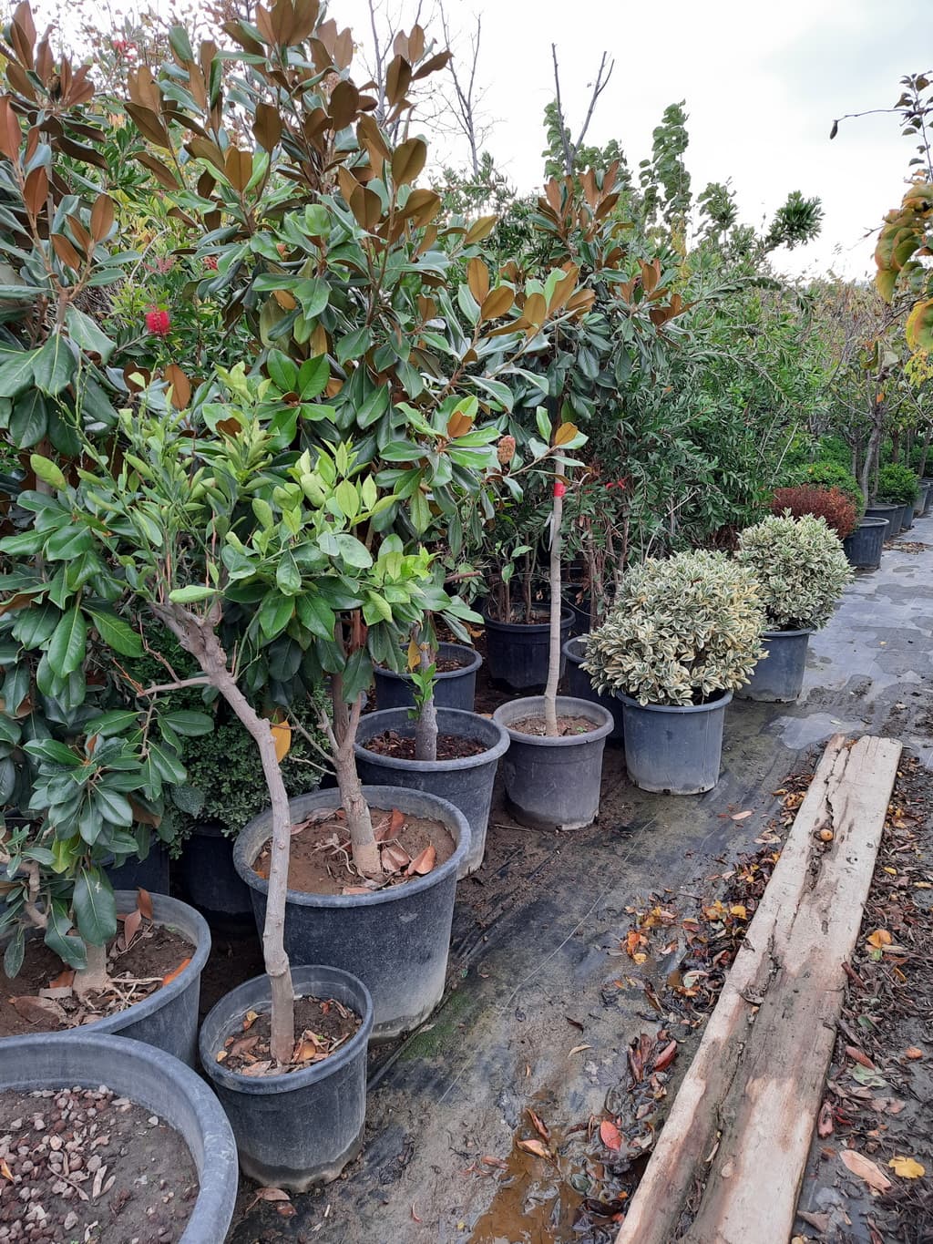 istanbul-fidanligi-36