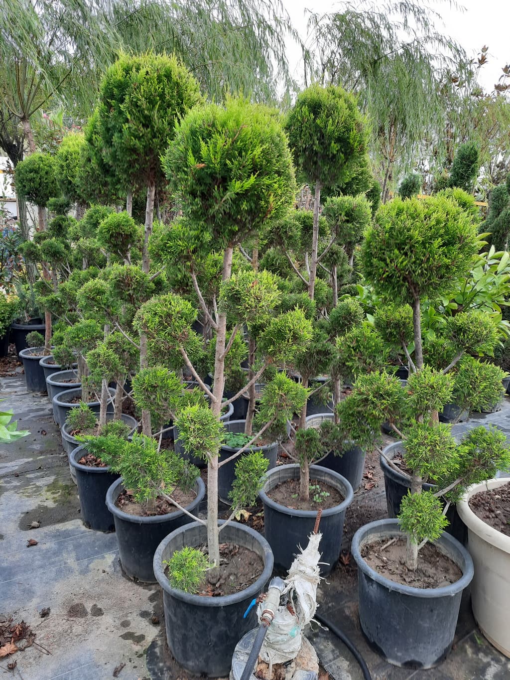 istanbul-fidanligi-37