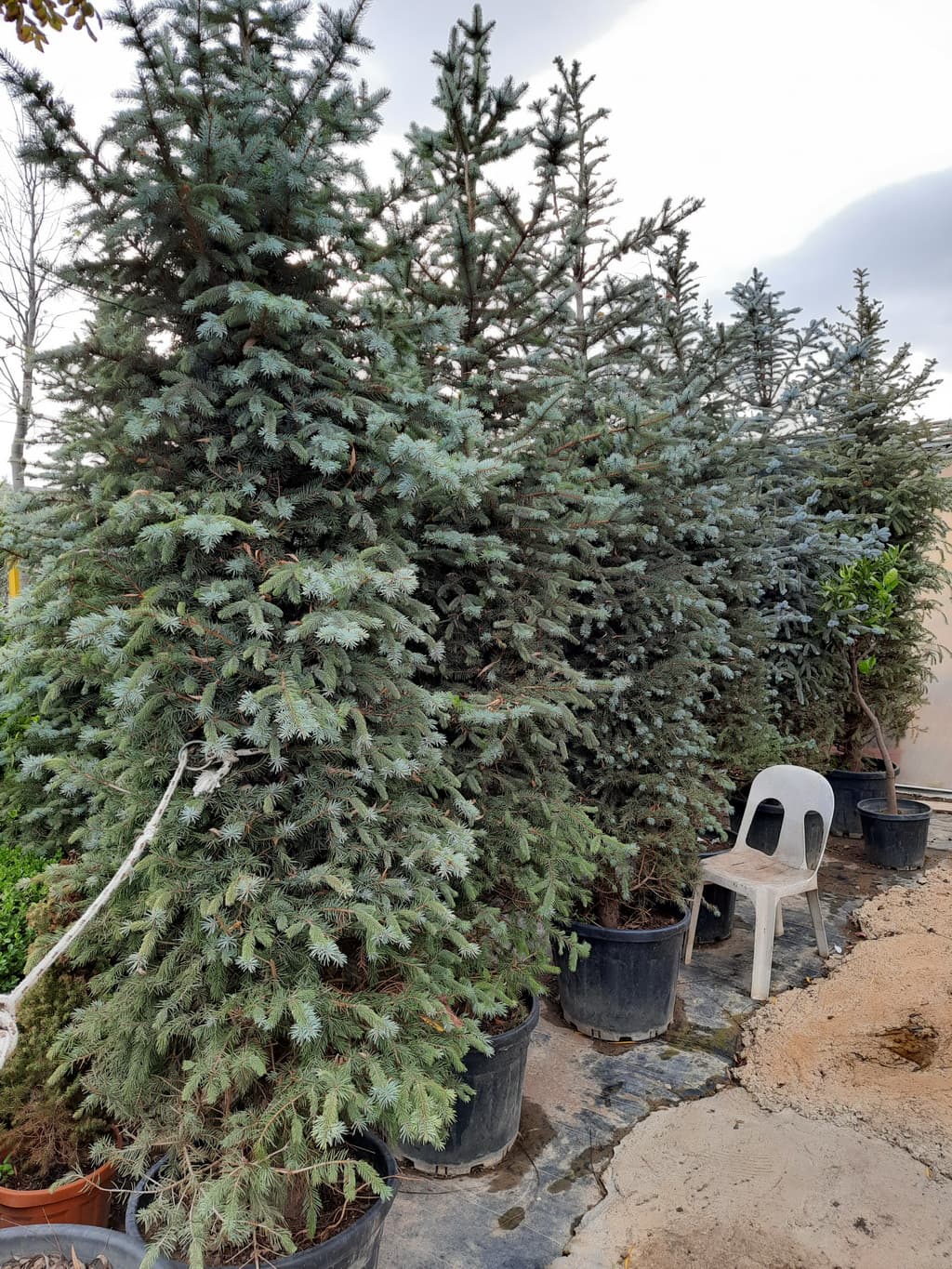 istanbul-fidanligi-38