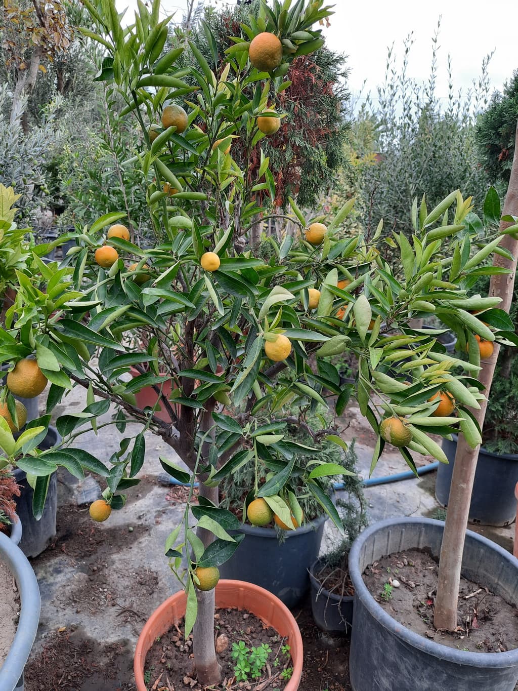 istanbul-fidanligi-39